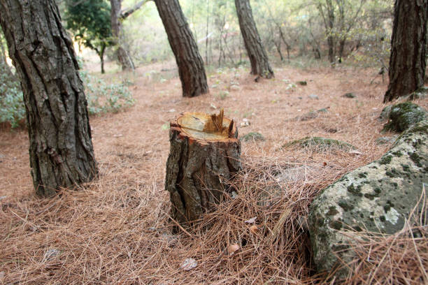 How Our Tree Care Process Works  in  Summit Park, UT