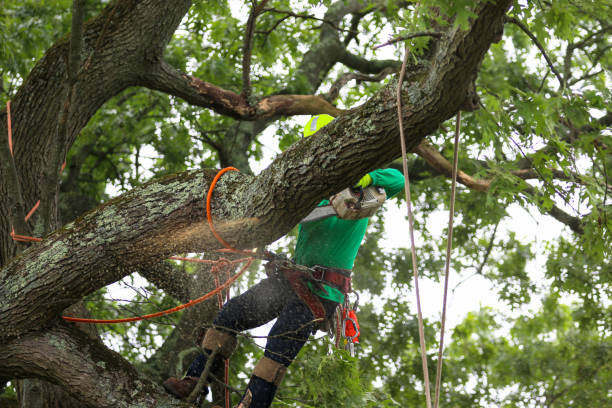 Best Tree and Shrub Care  in Summit Park, UT