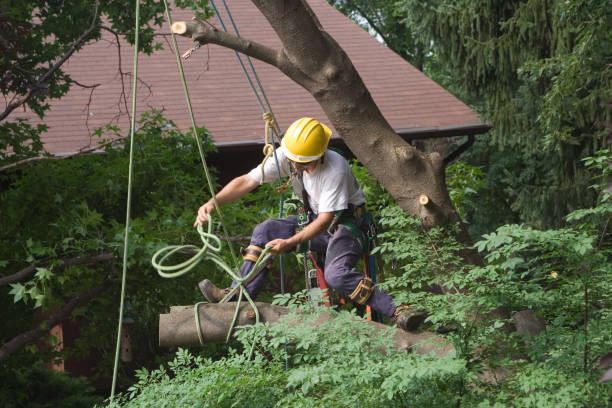 Lawn Pest Prevention in Summit Park, UT