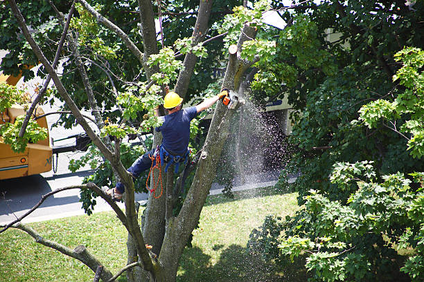 Reliable Summit Park, UT Tree Care Solutions