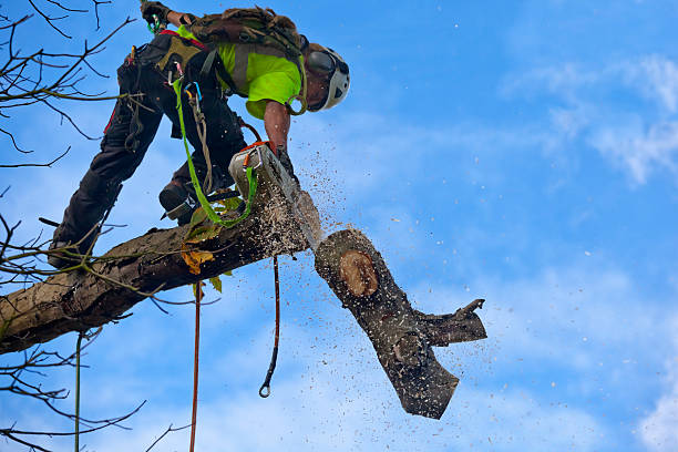 How Our Tree Care Process Works  in  Summit Park, UT
